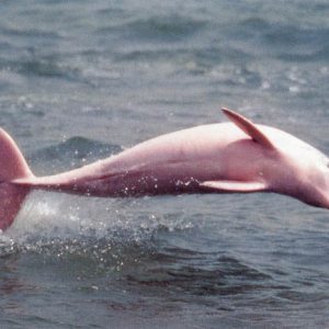 Il Delfino Rosa, specie protetta. L’Amazzonia tra leggende, misteri; luogo fantastico