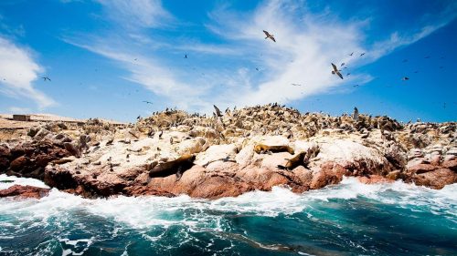 L’ importantissimo Santuario Nazionale di Paracas, custode di flora e fauna marina autoctona. Le “Isole Ballestas” al largo il Litorale Sud di Lima- Pisco-Perù.